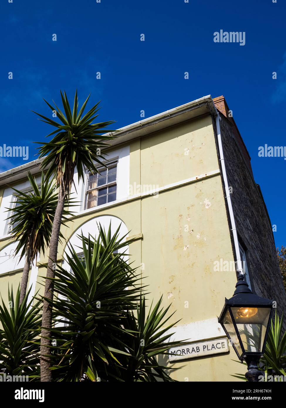 Palm Trees growing in Morrab Place, Cornwall, England, UK, GB Stock