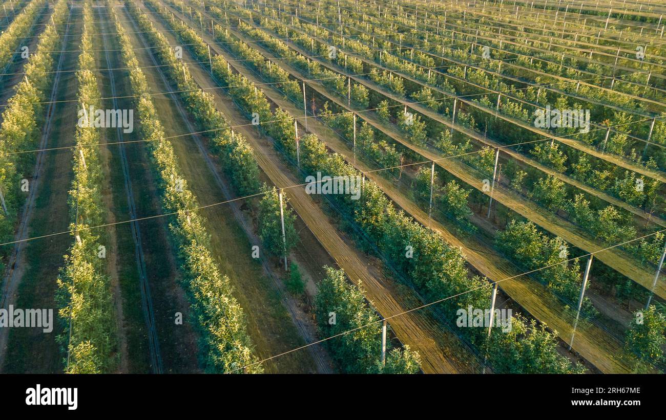 Plantation of selective apple trees with a shade net for protection from the sun. Agricultural business Stock Photo