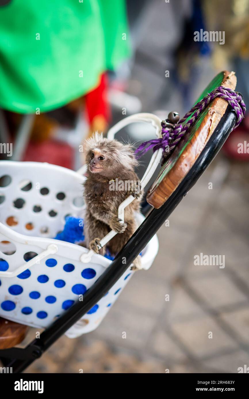 A tiny pet monkey plays happily. The monkey is tied to the owners chair, sat on Silom Rd, Bangkok, Thailand.The monkey might be a cotton top Tamarin. Stock Photo