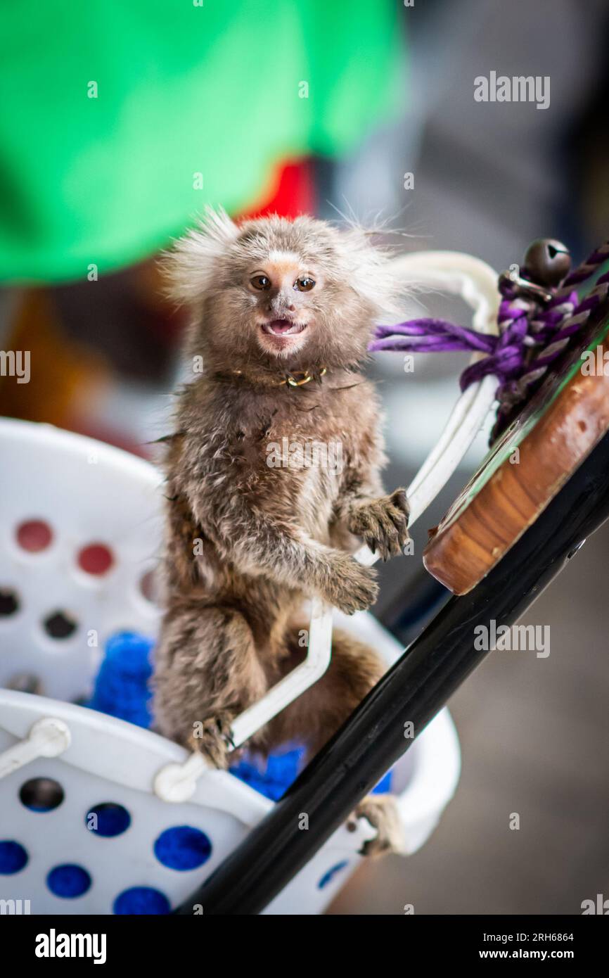 A tiny pet monkey plays happily. The monkey is tied to the owners chair, sat on Silom Rd, Bangkok, Thailand.The monkey might be a cotton top Tamarin. Stock Photo