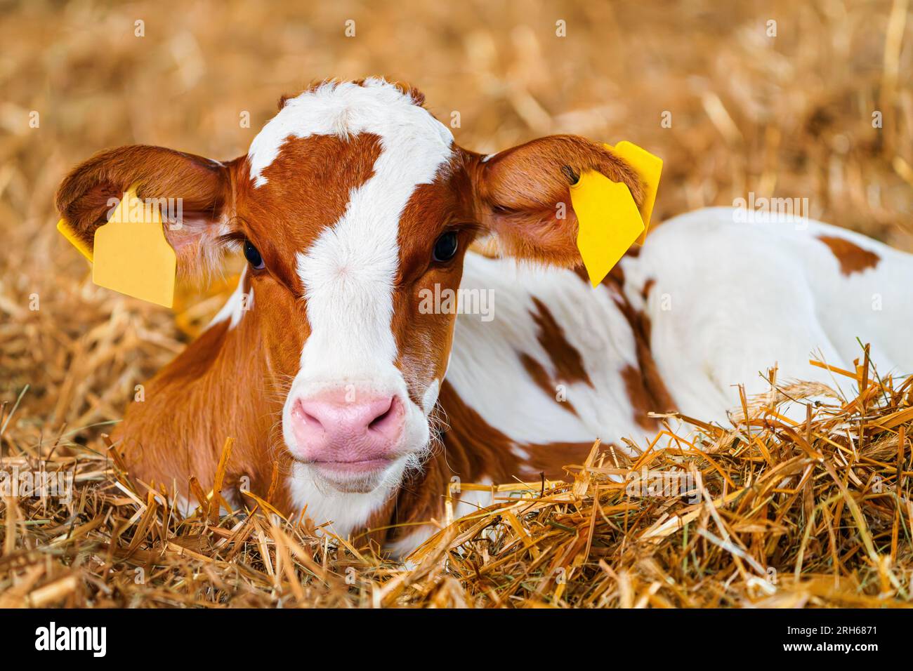 8+ Hundred Cows Lying On Straw Royalty-Free Images, Stock Photos & Pictures