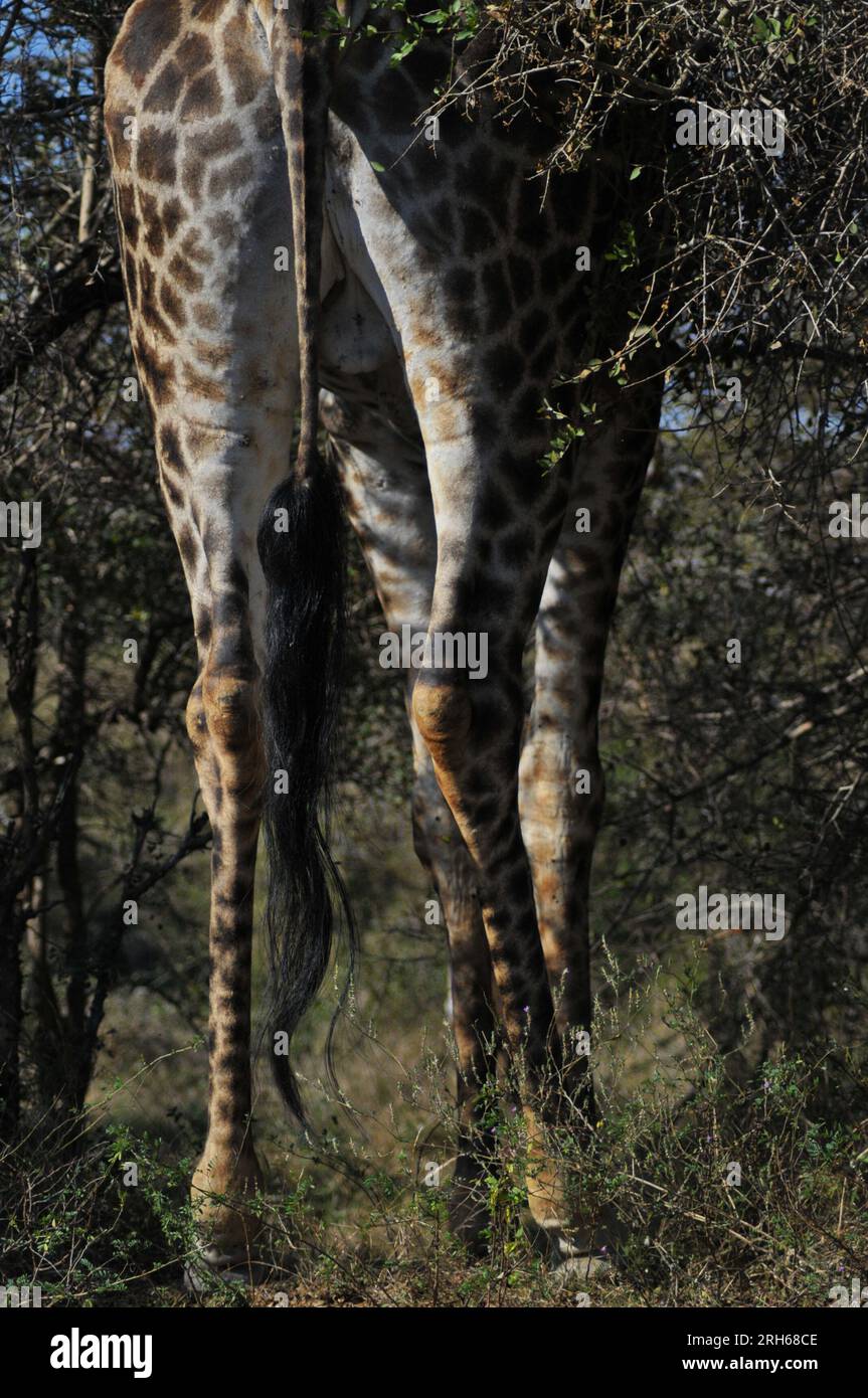 The Kruger National Park in South Africa offers an opportunity to view ...