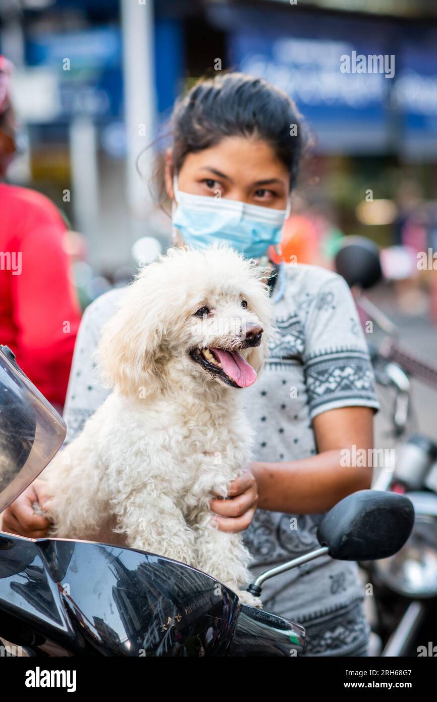 Bangkok poodle hires stock photography and images Alamy