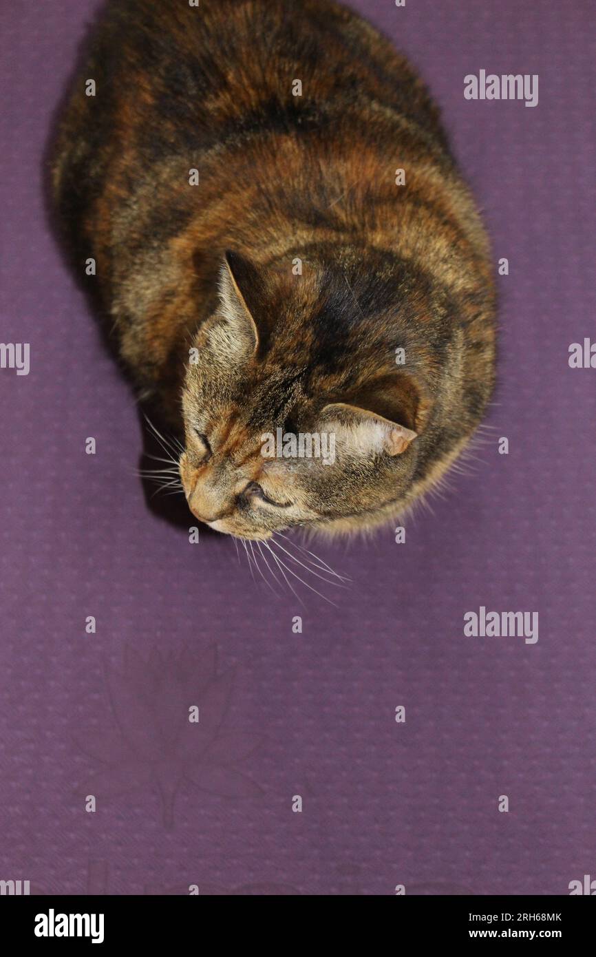 Top down portrait of a cat on purple background with copy space. Fat feline wallpaper with text space Stock Photo