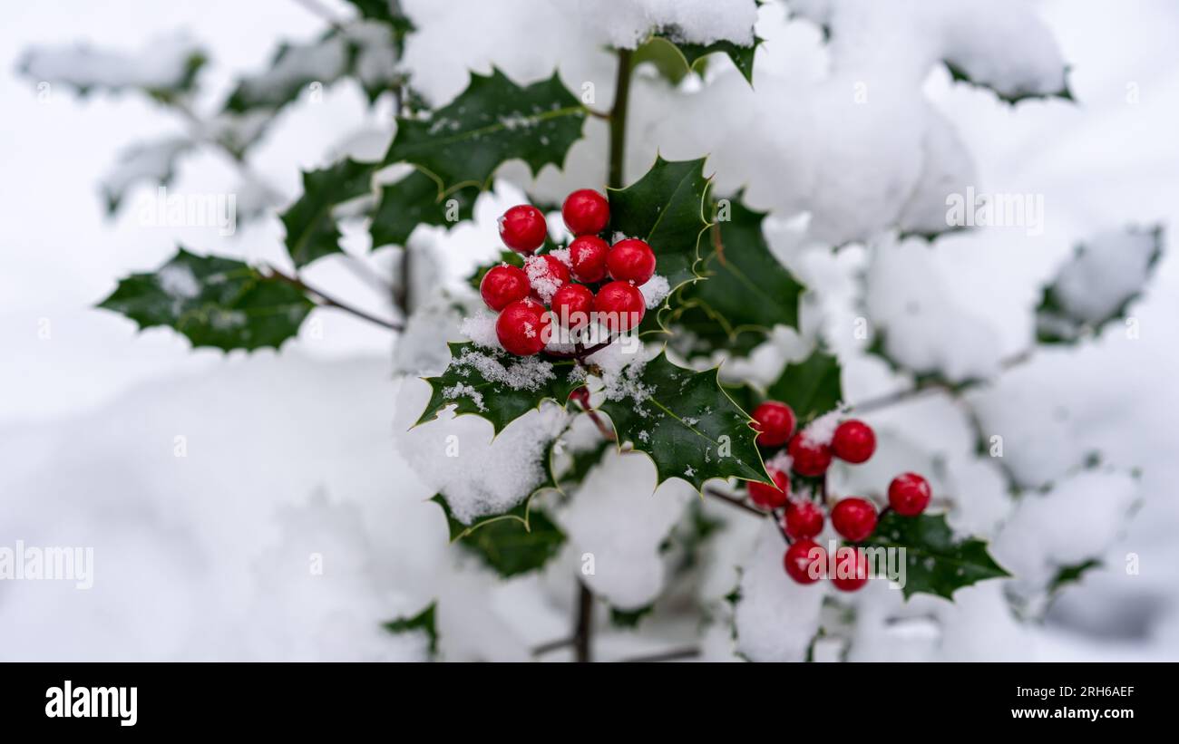 Red Berries Christmas Images – Browse 296,792 Stock Photos