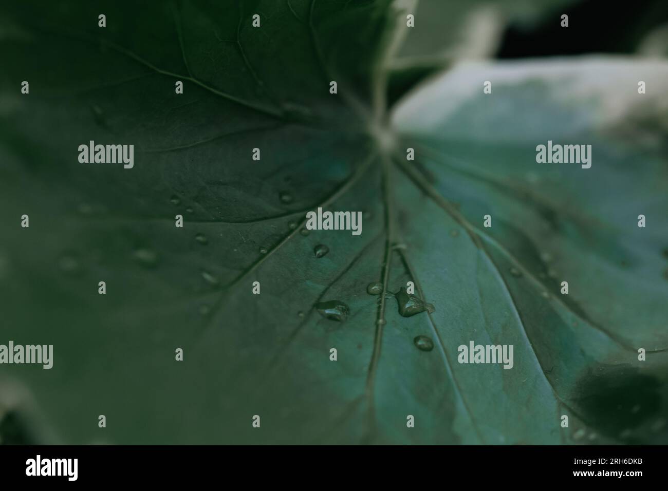 Natura macro hi-res stock photography and images - Alamy