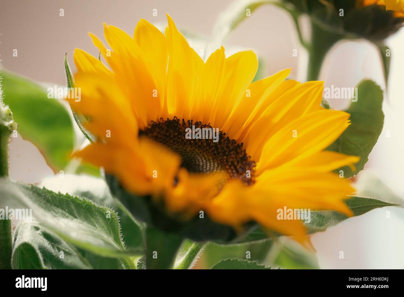 Natura macro hi-res stock photography and images - Alamy