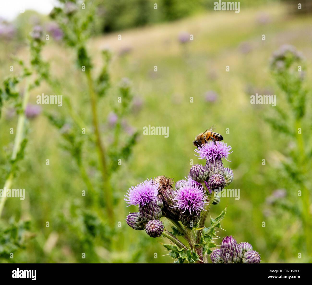 Bee feeding on Creeping Thistle on a bright and sunny afternoon in Westmorland Stock Photo
