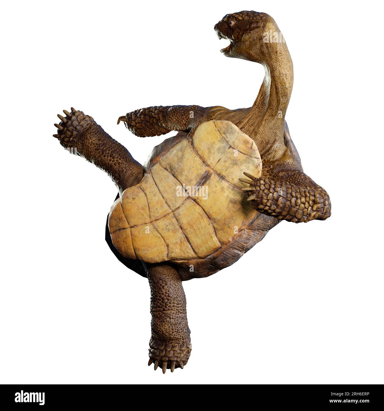 3D rendering of a sea turtle isolated on white background Stock Photo ...