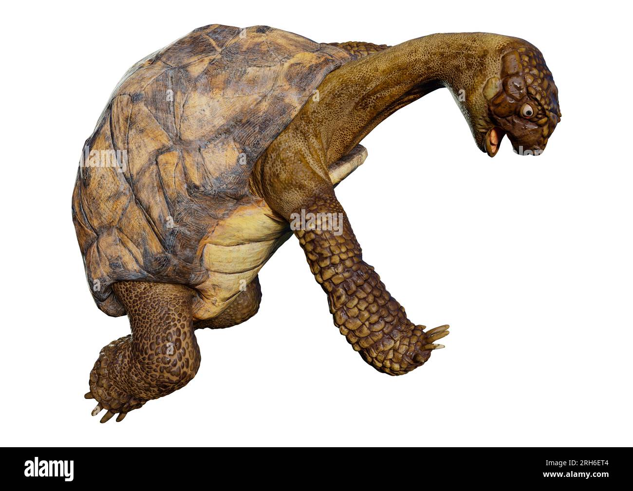 3D rendering of a sea turtle isolated on white background Stock Photo ...