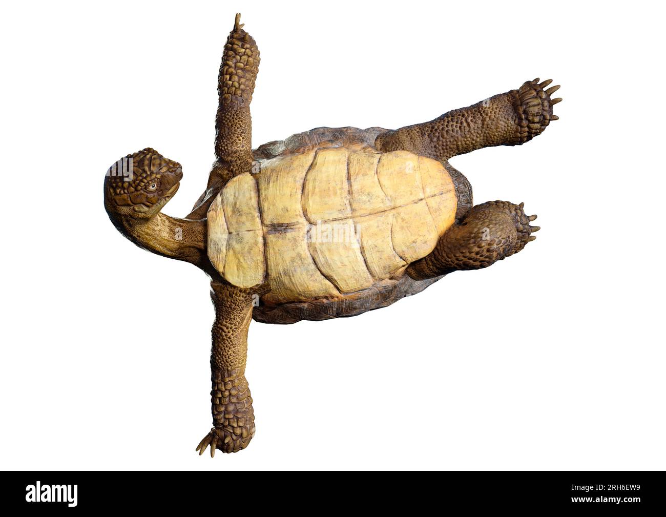 3D rendering of a sea turtle isolated on white background Stock Photo ...
