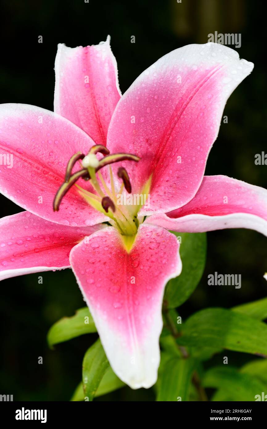 Asiatic Lily ( Lilium ) in Flower Pot in back Garden Cotswolds Stock Photo
