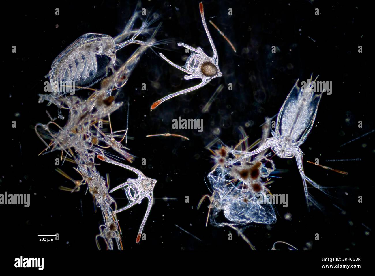 The ctenopod Penila avirostris (Branchiopoda, Ctenopoda, Sididae) and larva of the brittle star Ophiura albida in a plankton samle from waters off sou Stock Photo