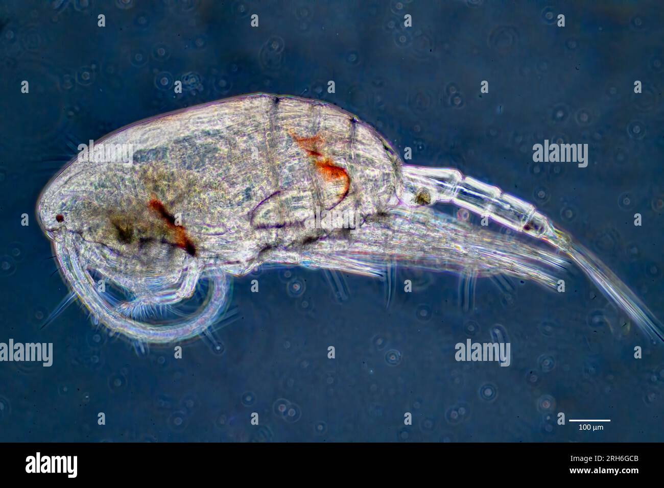 Marine copepod (lateral view) sampled from surface water of south-western Norway in August. Stock Photo