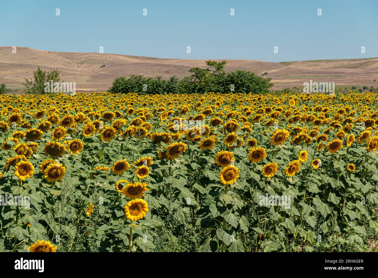 Sunflower field sunset farm hi-res stock photography and images - Alamy