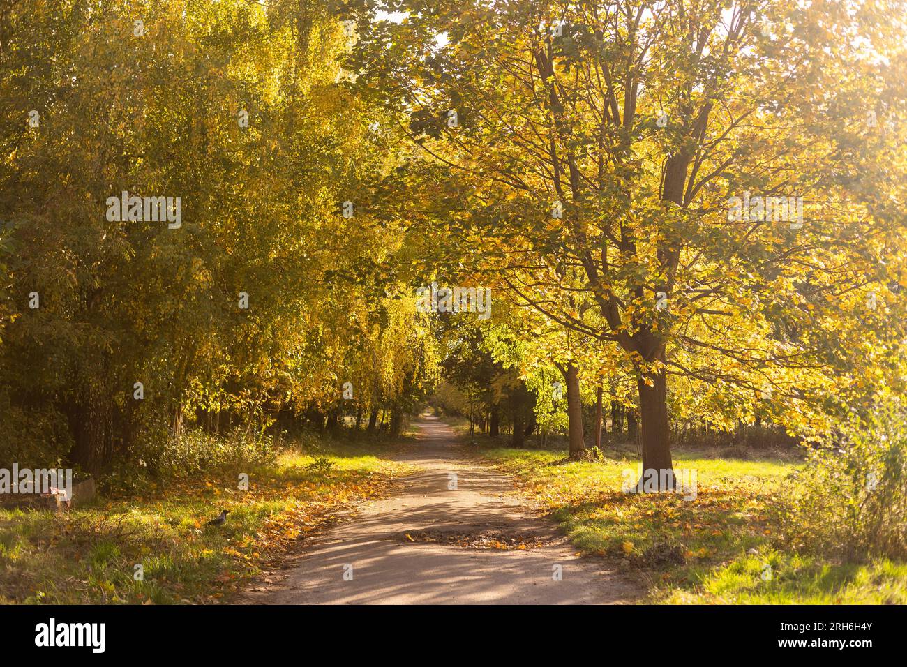 Two paths fork forest hi-res stock photography and images - Alamy