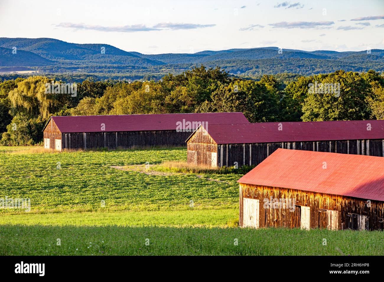 Tobacco Barns with red roofs in the Connecticut River Valley Stock Photo