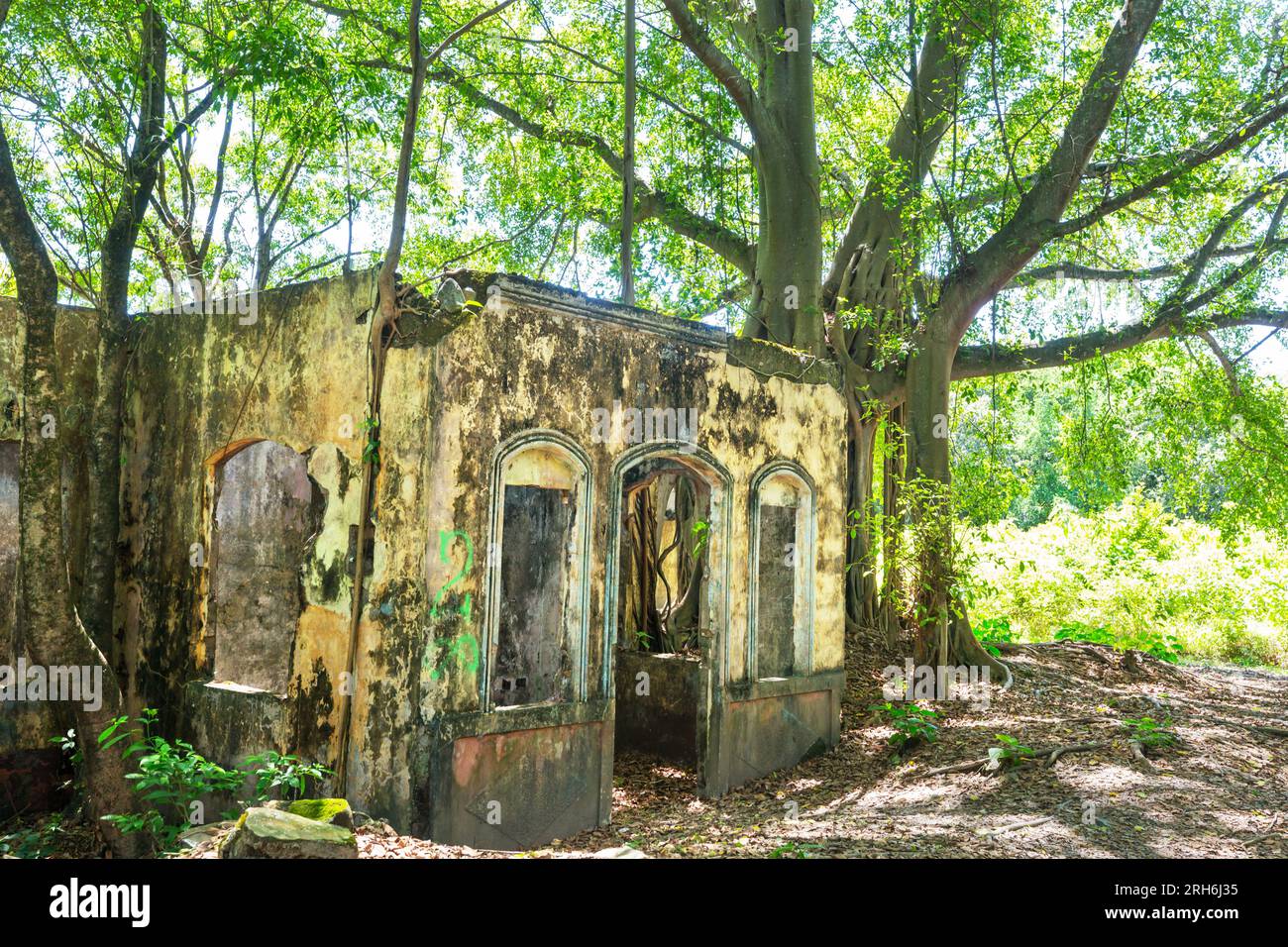 The tree roots that engulf the ruins. Armero, Tolima ruins of volcanic  eruption, Colombia, South America Stock Photo - Alamy