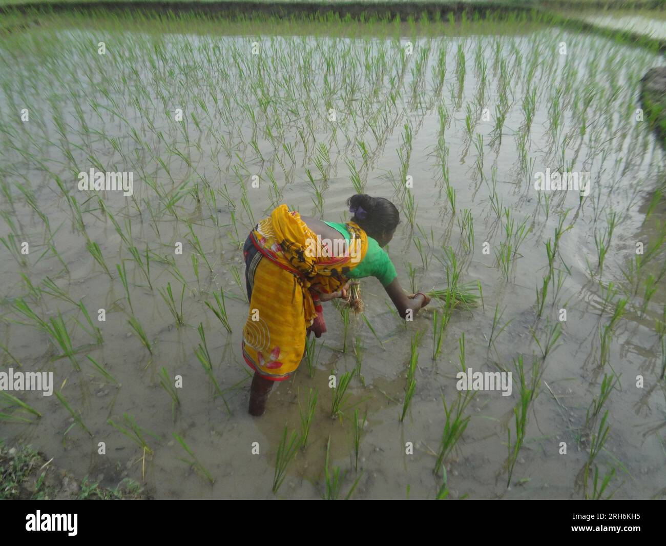 Naogaon, Bangladesh. 14th Aug, 2023. An Indigenous Santal woman laborer ...