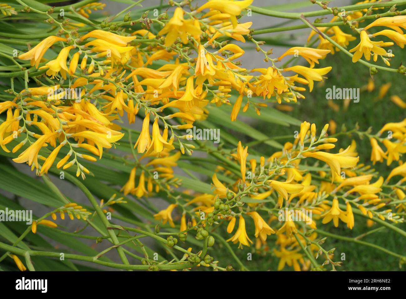 Closeup of the summer long flowering yellow flowers of the perennial herbaceous garden plant Crocosmia Suzanna or Montbretia. Stock Photo