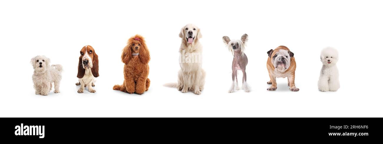 Group of different dogs posing isolated on white background Stock Photo ...