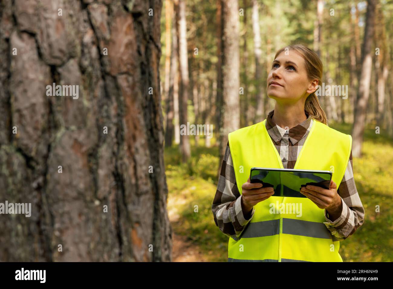 forest evaluation, development and management - female forestry engineer or appraiser working with digital tablet in the woods Stock Photo