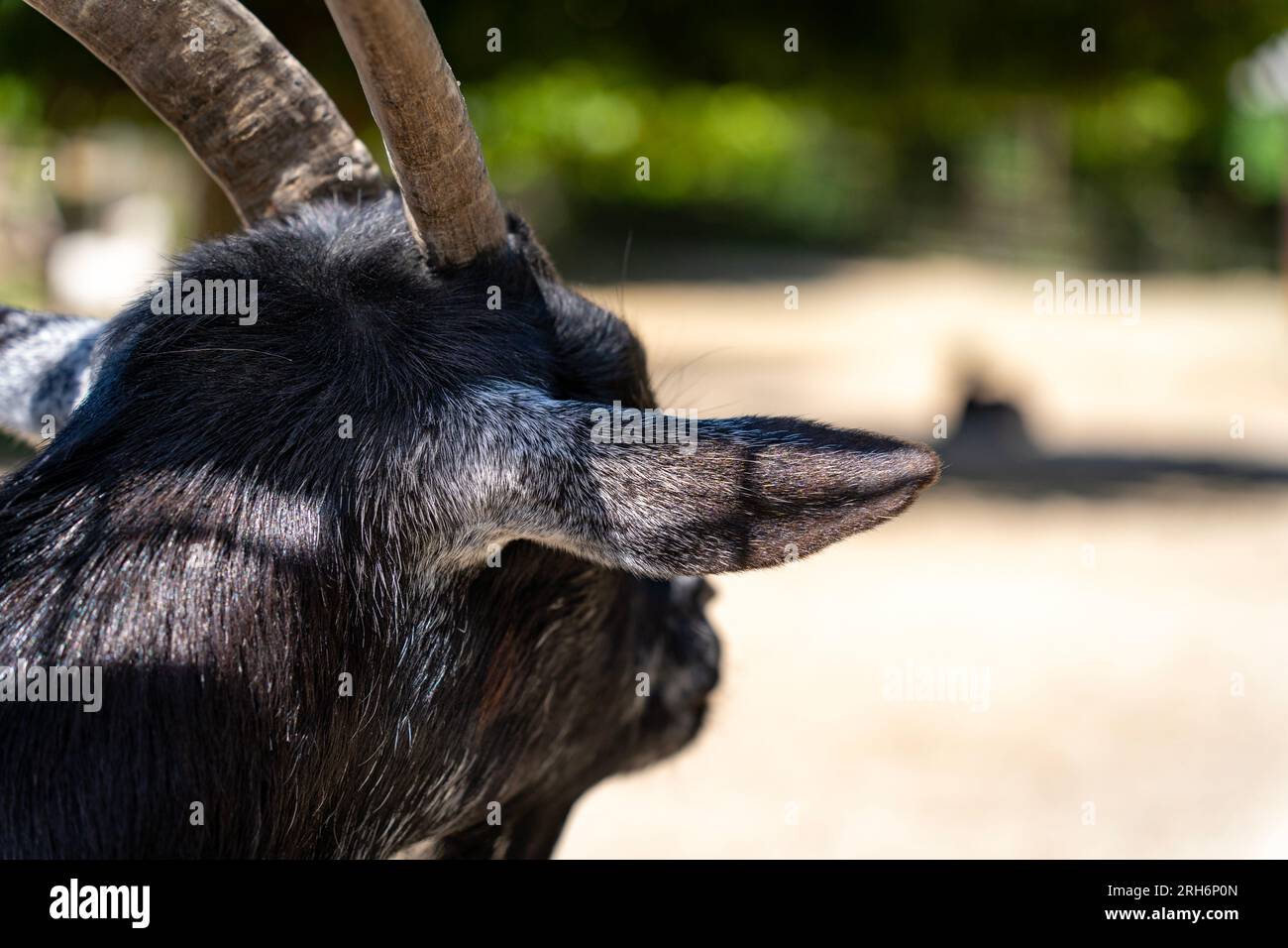 Head of pygmy goat with black fur Stock Photo