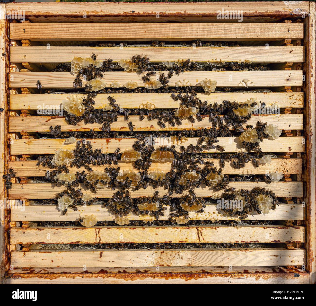 Working bees on honey cells. Apiary workflow. Stock Photo