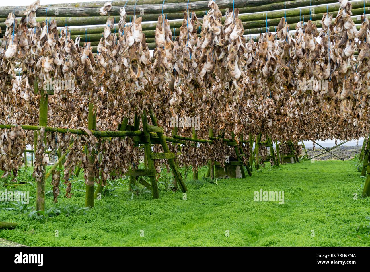 Haddock fish drying racks in Hafnarfjordur Iceland, Fish farm ships and