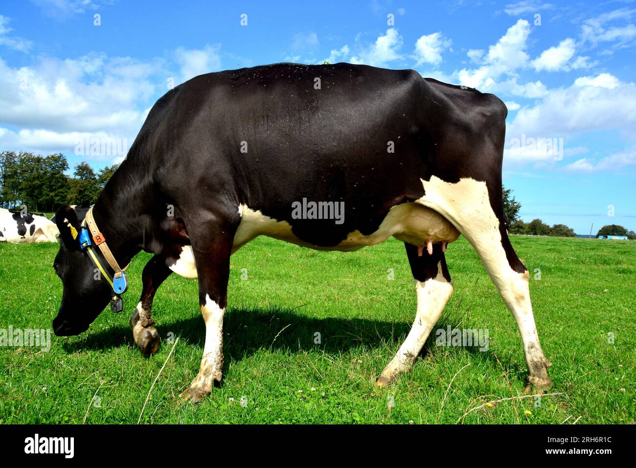 Black and white cattle are cattle bred for the ability to produce large