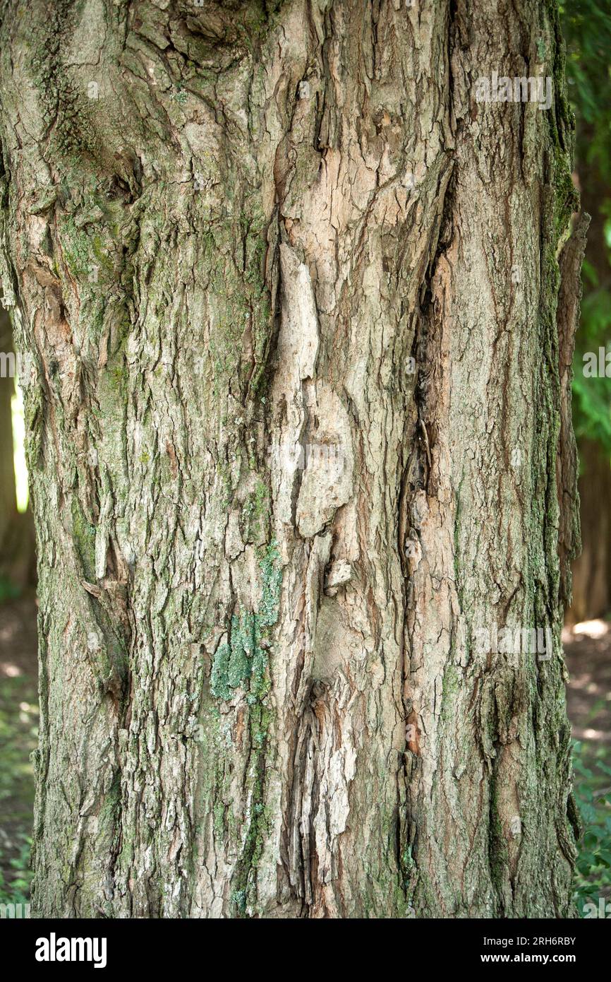 Sugar Maple Tree Trunk. It takes 40 gallons of sap to make one gallon
