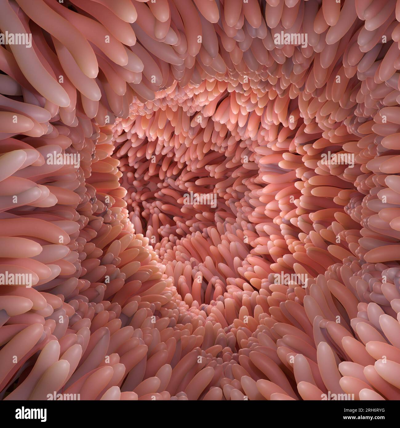 3D Rendering medically accurate illustration of intestinal villi. Red microvilli in a intestinal tract Stock Photo