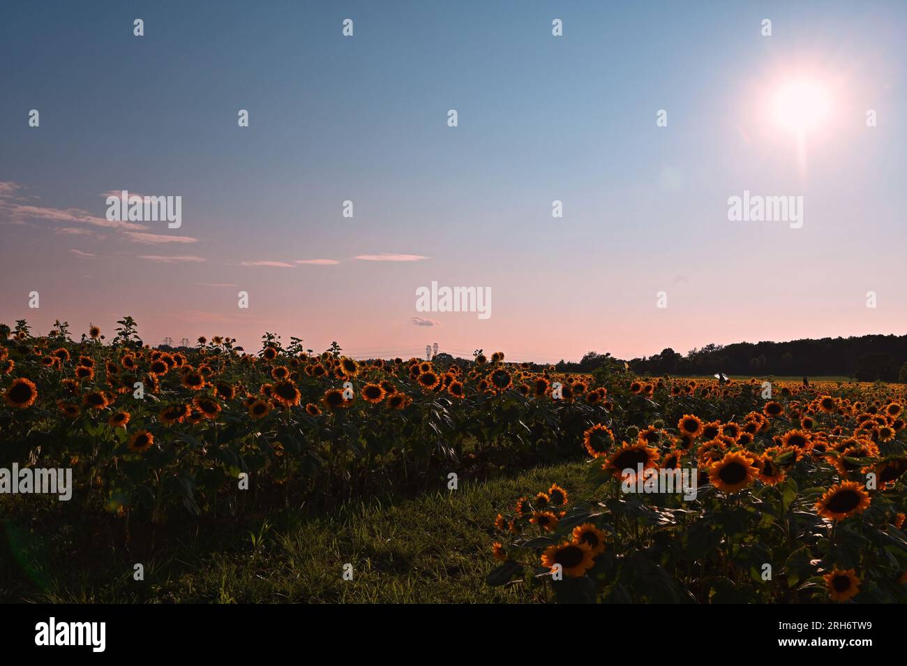 Sunflower field at Burnside Farms in Nokesville, VA Stock Photo Alamy