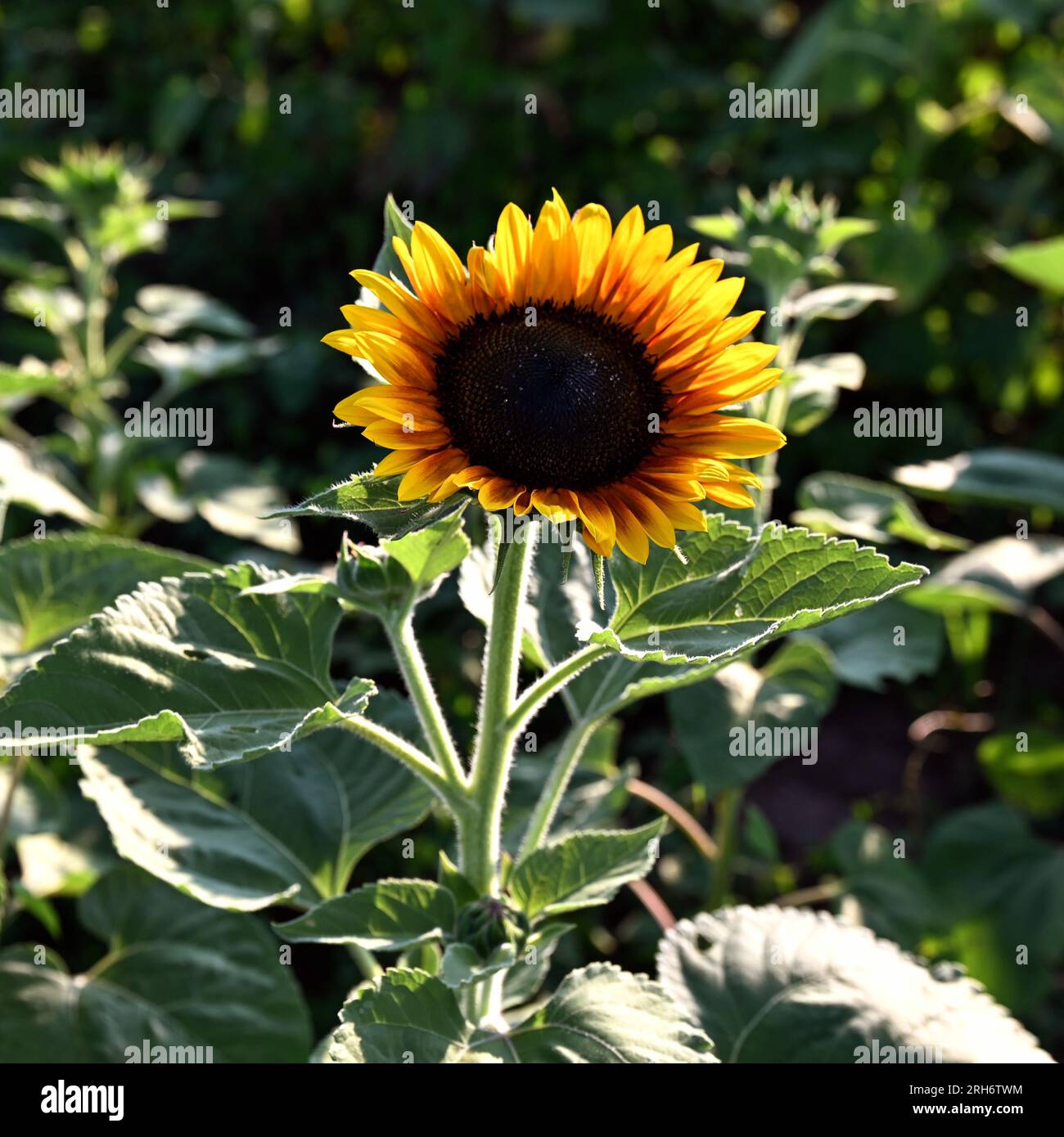 Sunflower field at Burnside Farms in Nokesville, VA Stock Photo Alamy