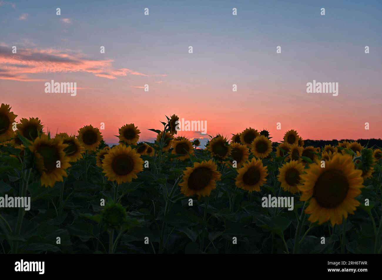 Sunflower field at Burnside Farms in Nokesville, VA Stock Photo Alamy
