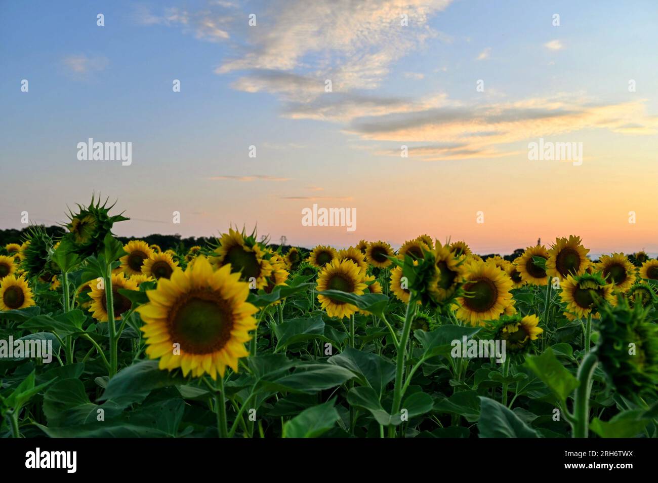 Sunflower at Burnside Farms in Nokesville, VA Stock Photo Alamy