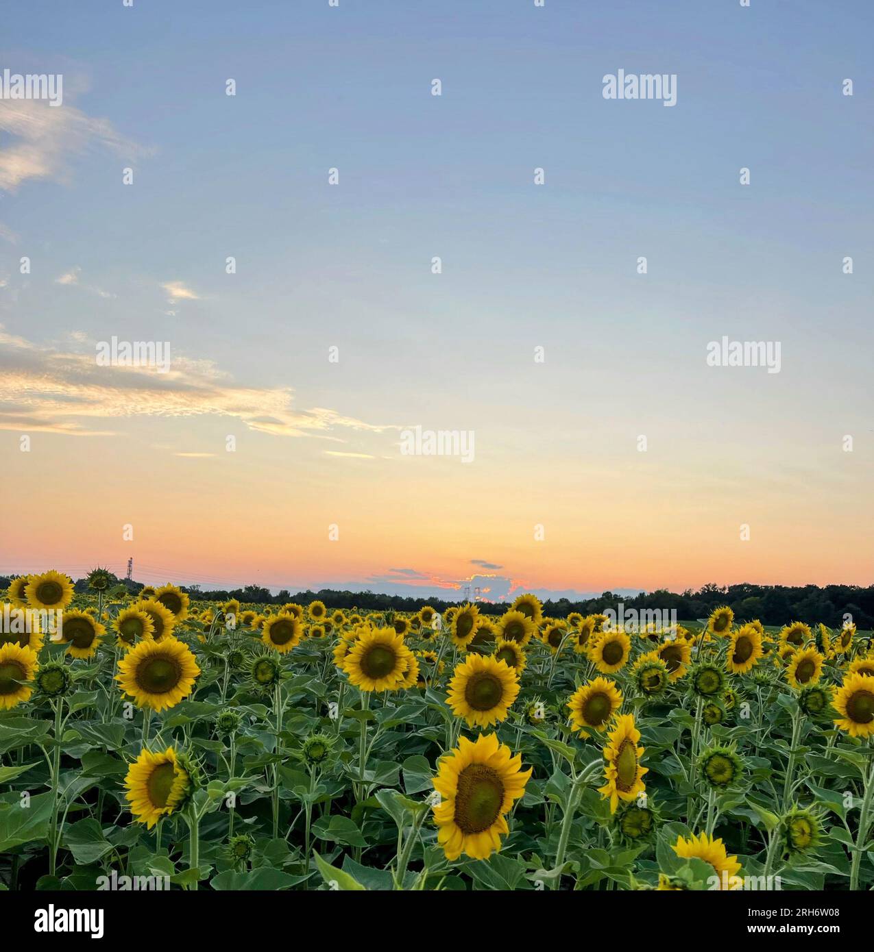 Sunflower field at Burnside Farms in Nokesville, VA Stock Photo Alamy