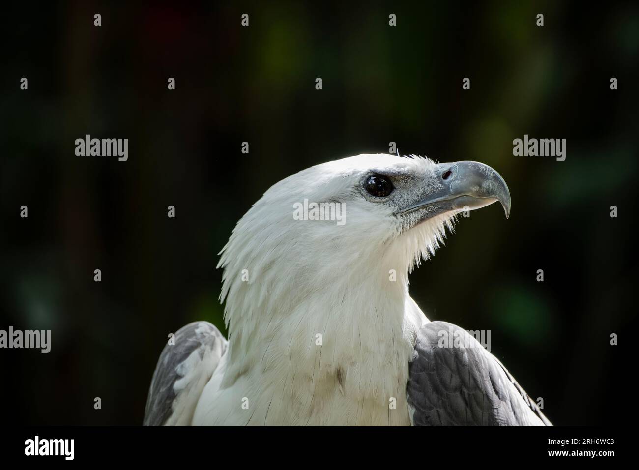White bellied Sea Eagle, Haliaeetus Leugogaster, Eagle Foundation, Davao, Philippines Stock Photo