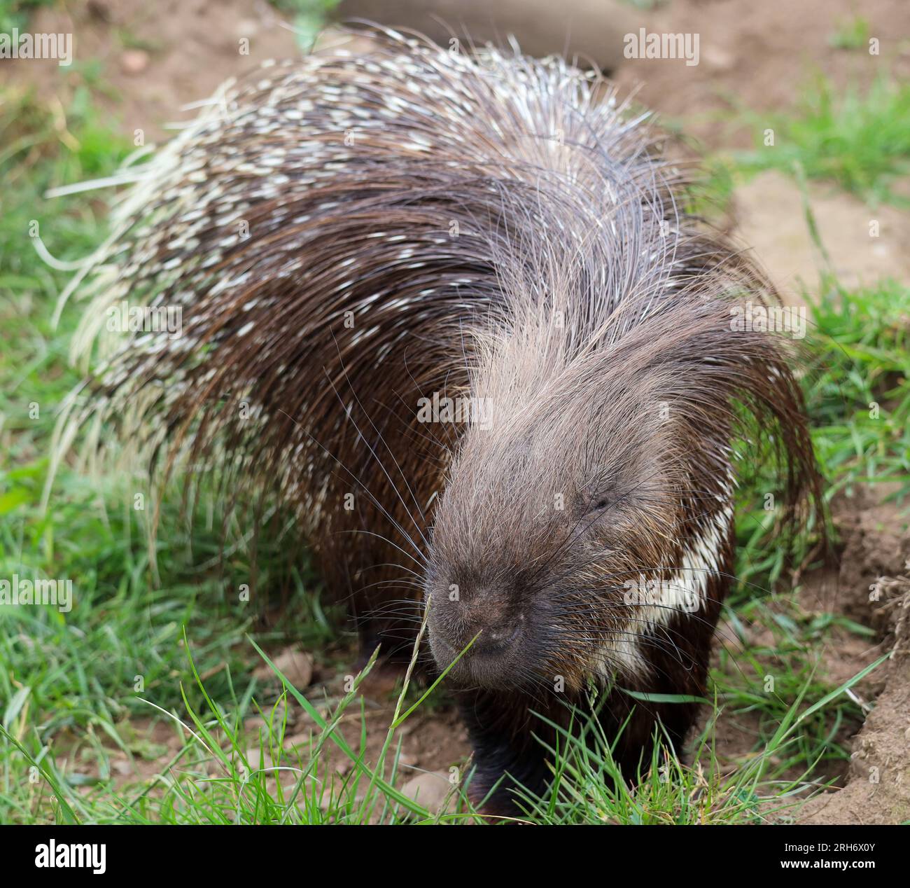 African crested porcupine hi-res stock photography and images - Alamy