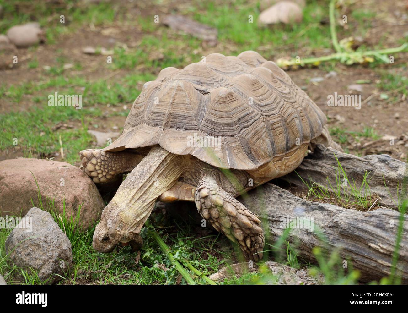 Zoo reptile enclosure hi-res stock photography and images - Alamy