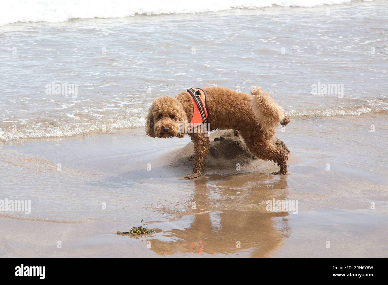 dog weeing on beach Stock Photo Alamy
