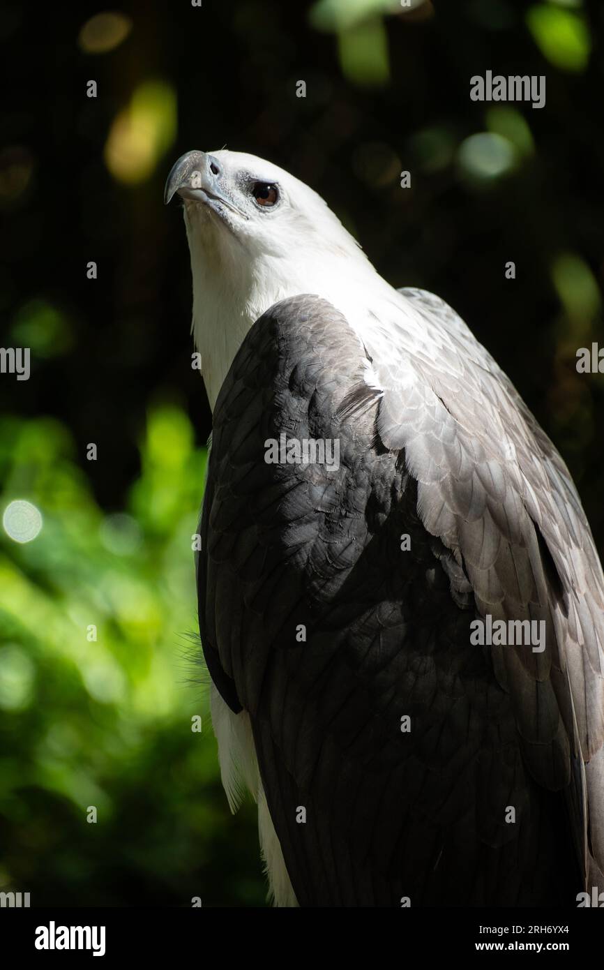 Portrait eagle philippines hi-res stock photography and images - Alamy