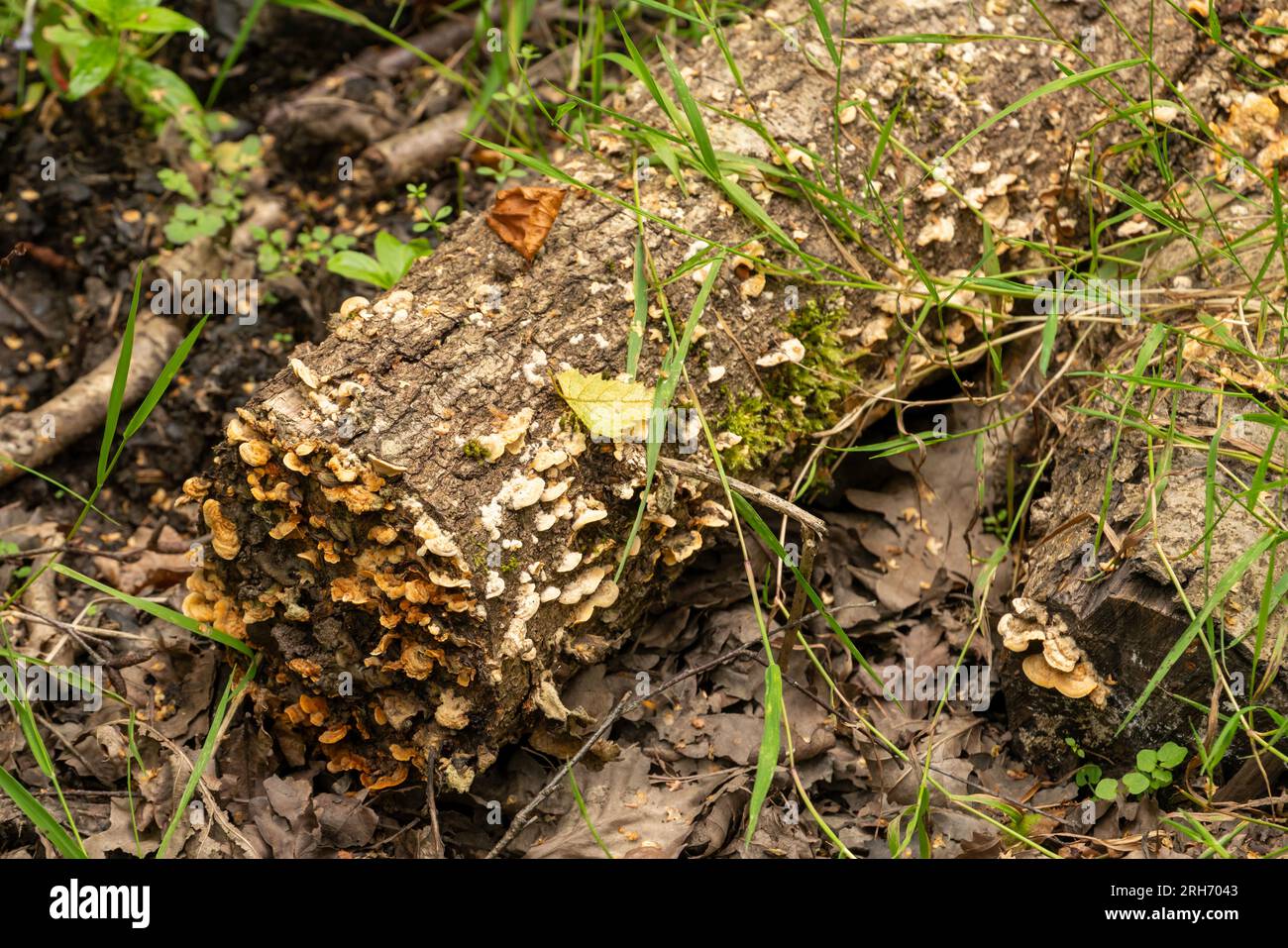 Fungi growth on wooden log Stock Photo Alamy