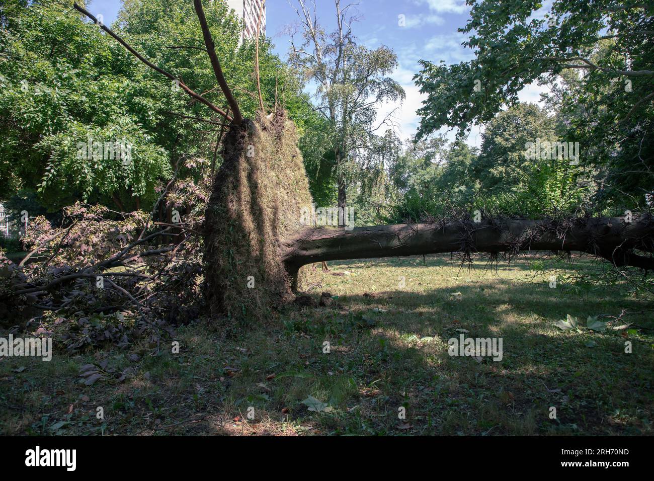 A fallen tree in the park Stock Photo