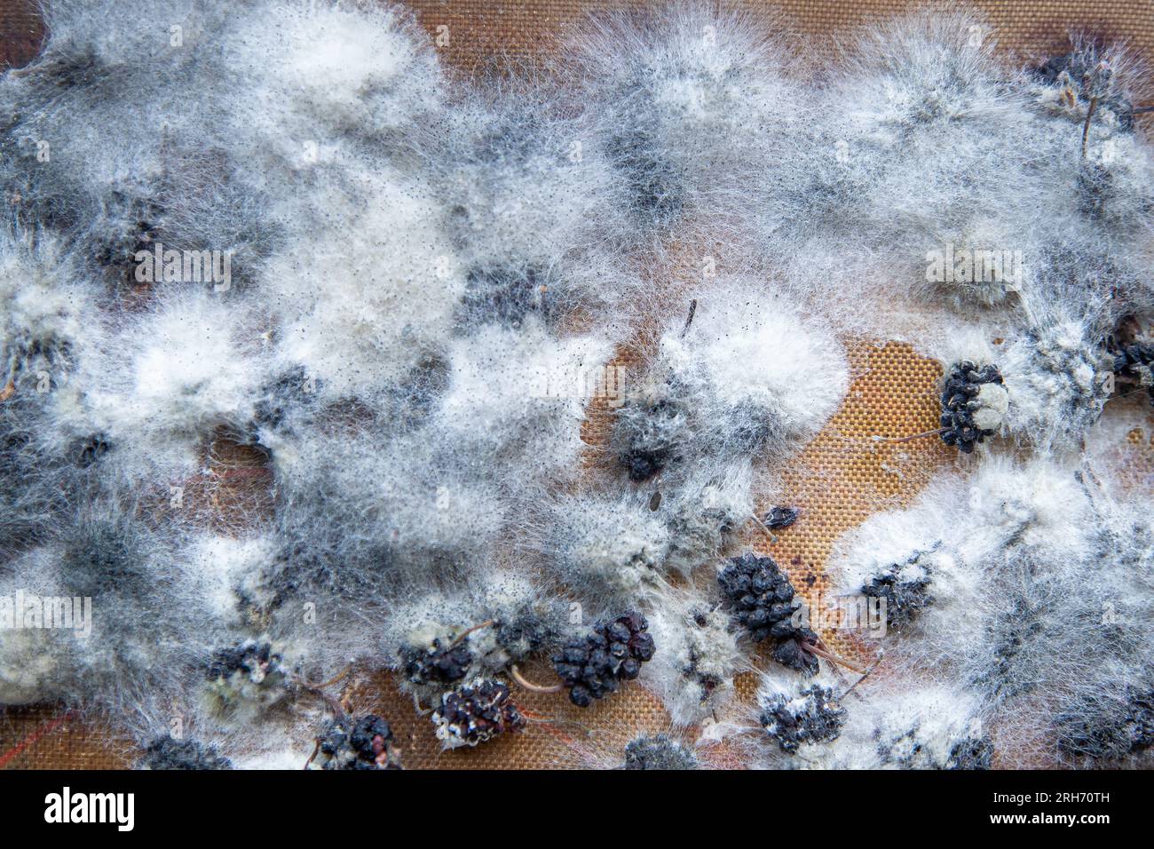 White mold on spoiled food. The mulberries are moldy. Bad food