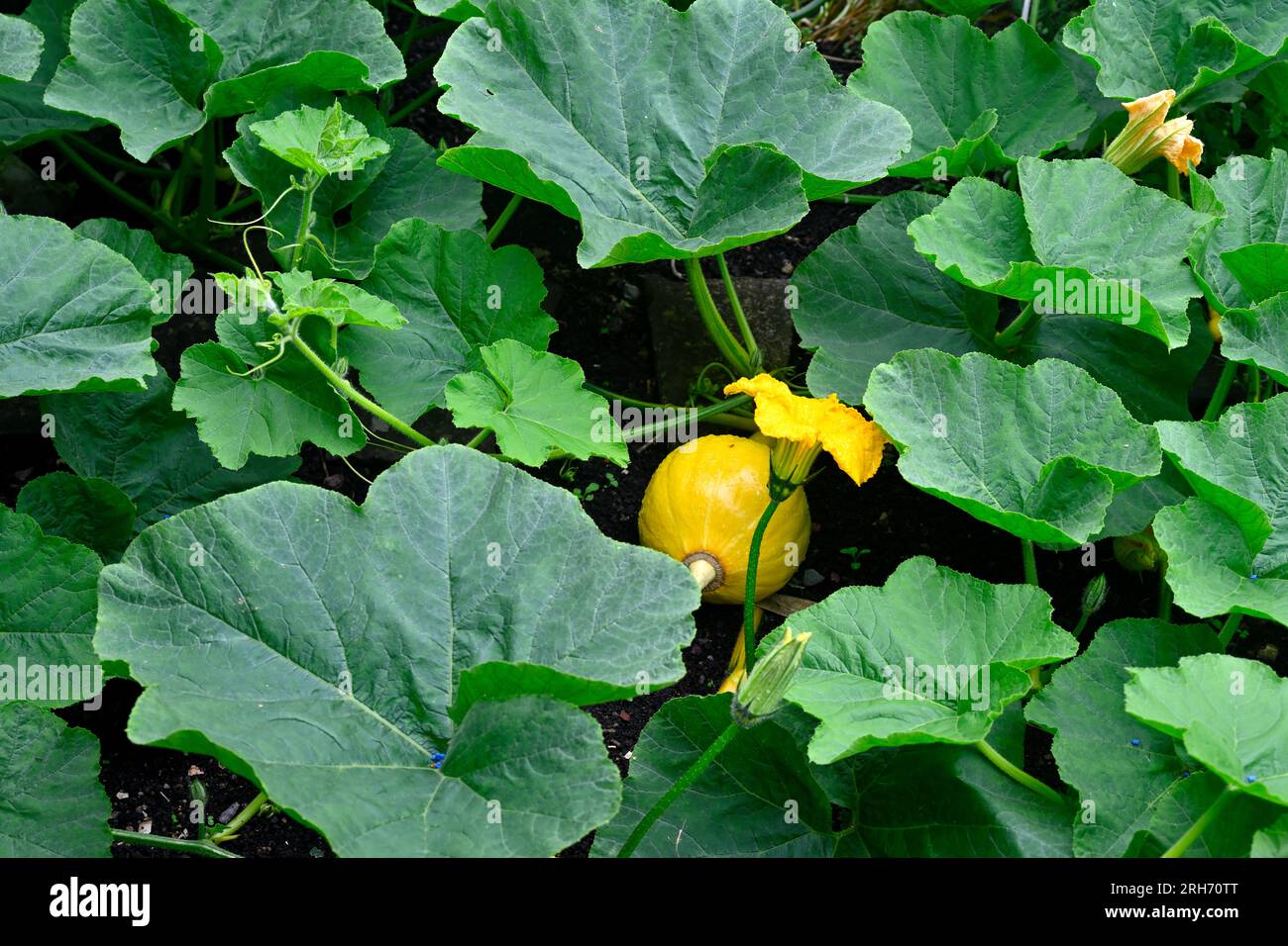 Squash, Uchiki Kuri, growing partly hidden in garden by the large large leaves of its vine Stock Photo
