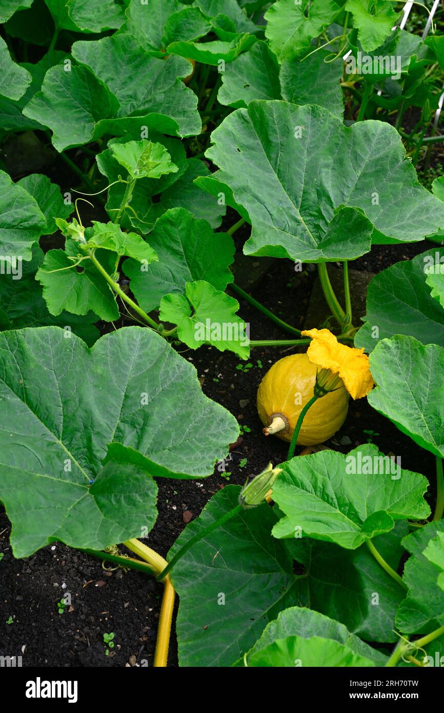 Squash, Uchiki Kuri, growing partly hidden in garden by the large large leaves of its vine Stock Photo