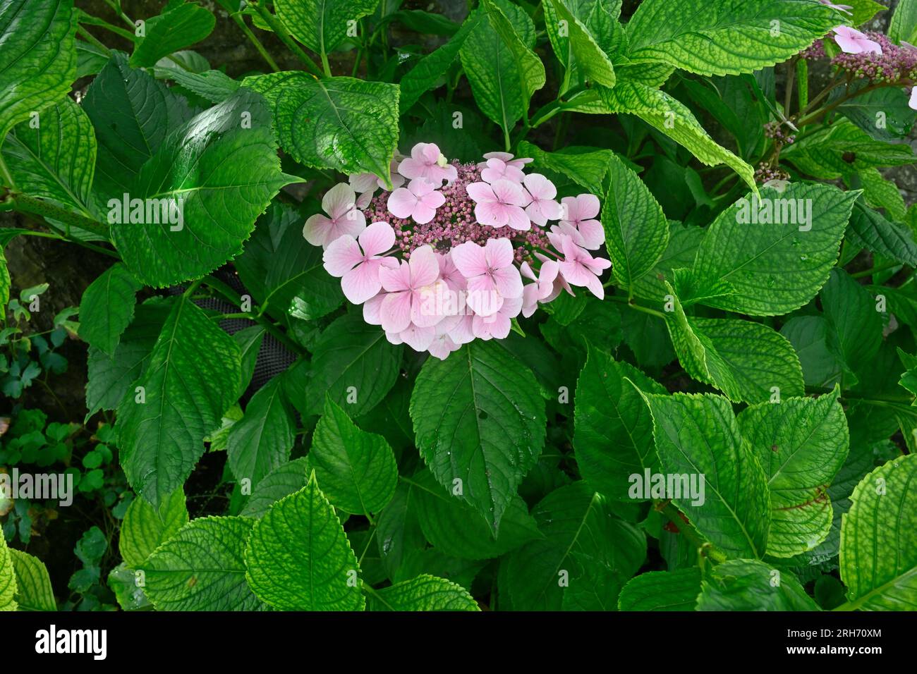 Flower head of pink lacecap hydrangea (Hydrangea macrophylla) Stock Photo