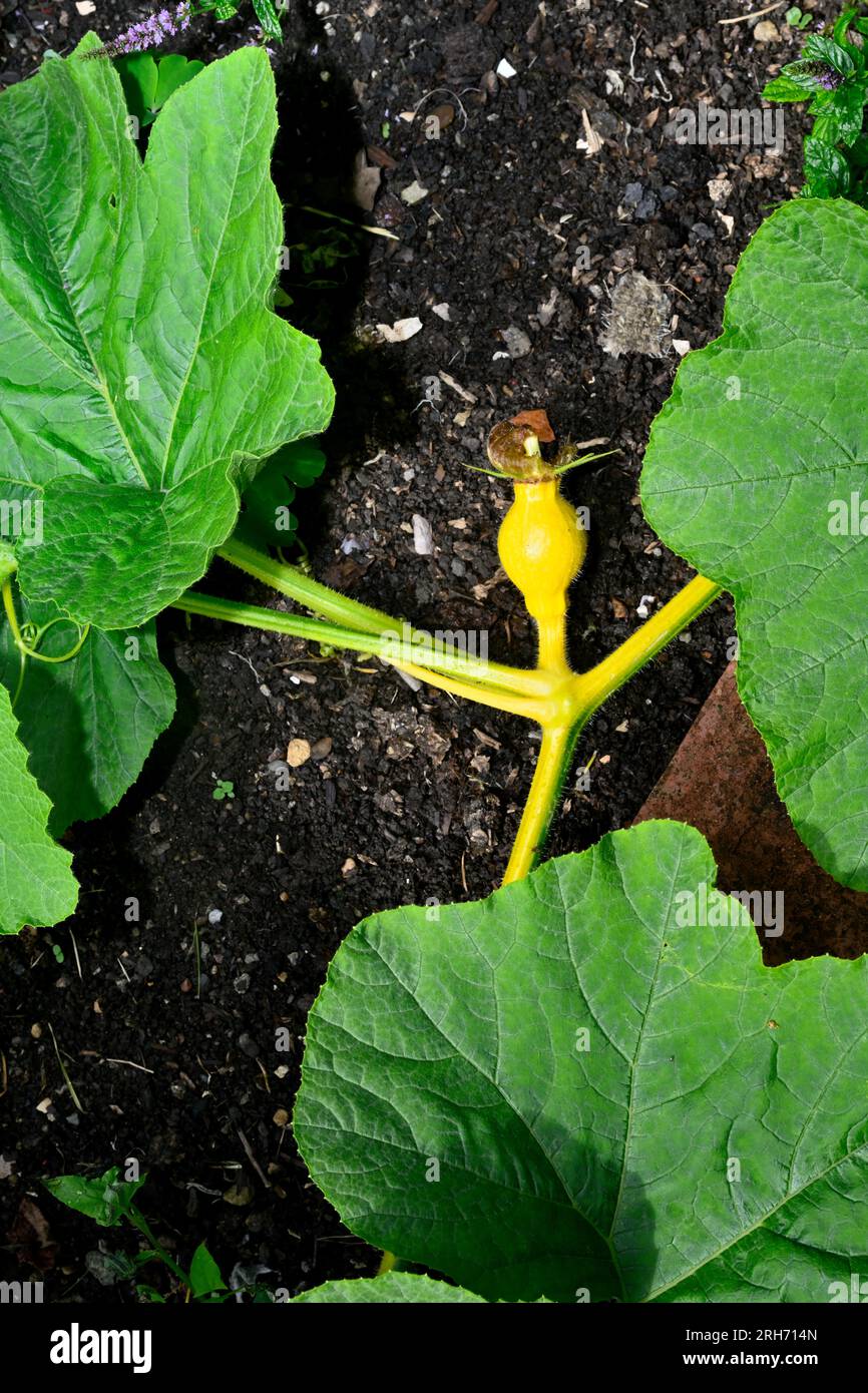 Young squash just forming, Uchiki Kuri, growing in garden with the large large leaves of its vine Stock Photo