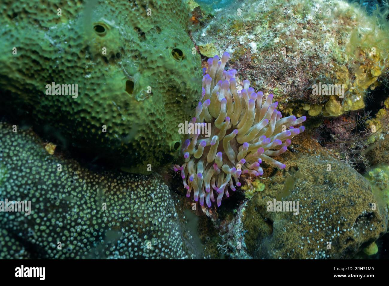 Grand Cayman Stock Photo